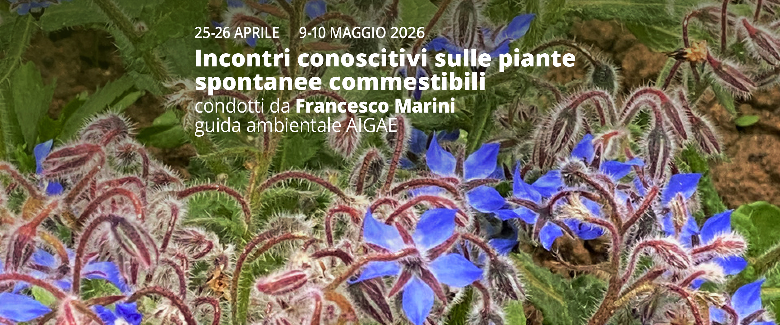 fleurs de bourrache avec le texte suivant : 25-26 avril et 9-10 mai, rencontres informatives sur les plantes sauvages comestibles animées par Francesco Marini, guide environnemental AIGAE