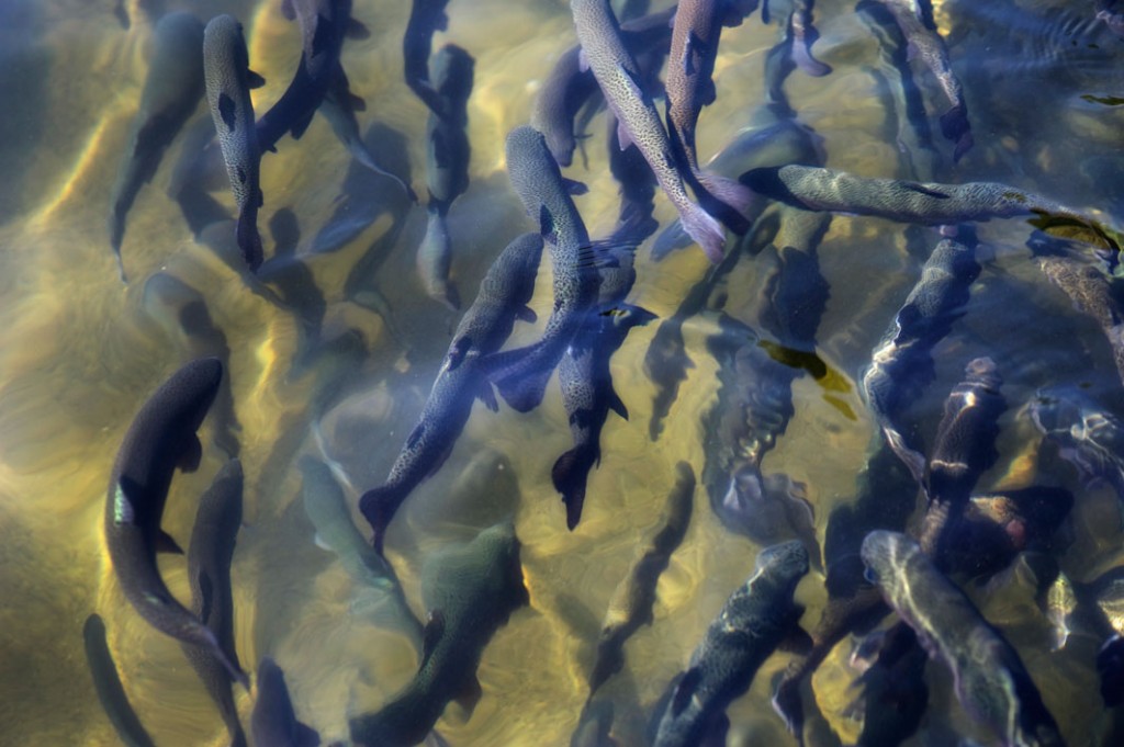 pisciculture La Jara