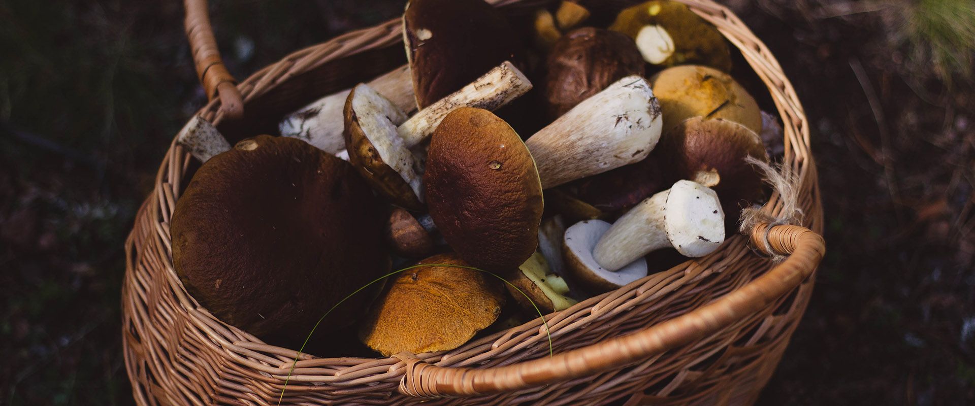 cueillette de champignons à lucques