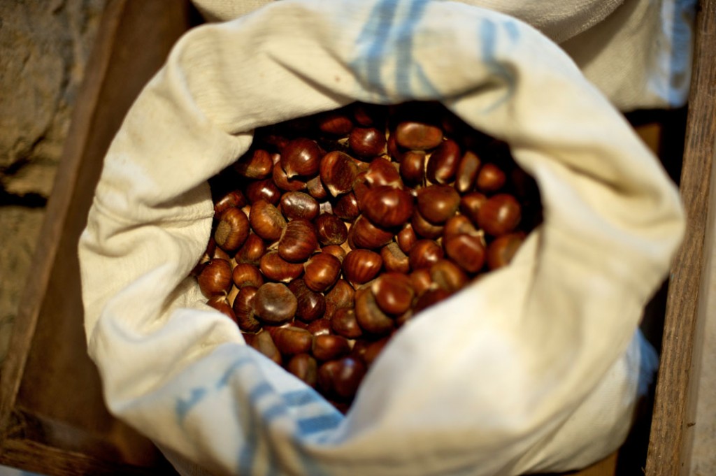 Chestnut Chestnuts Lucca