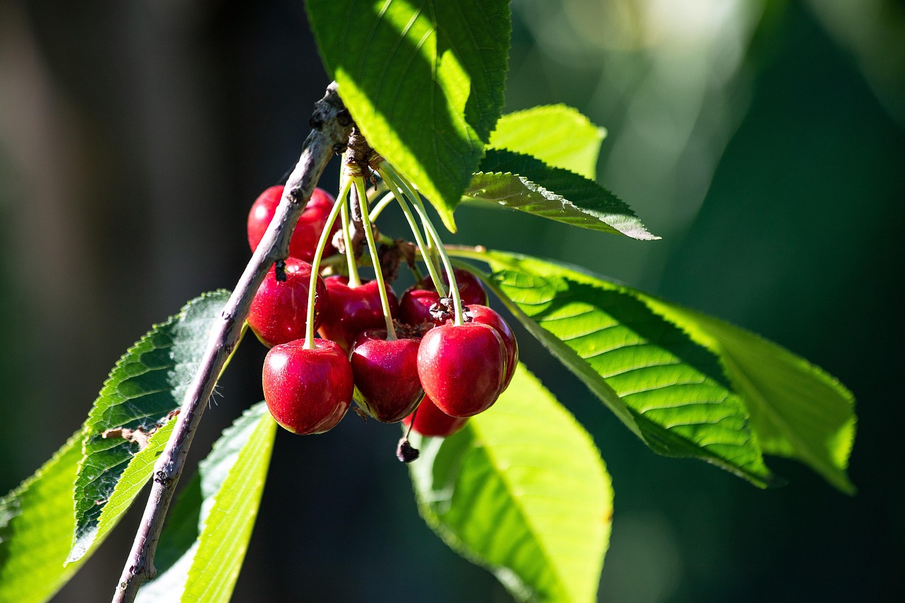 a cherry branch with a cluster of fruit