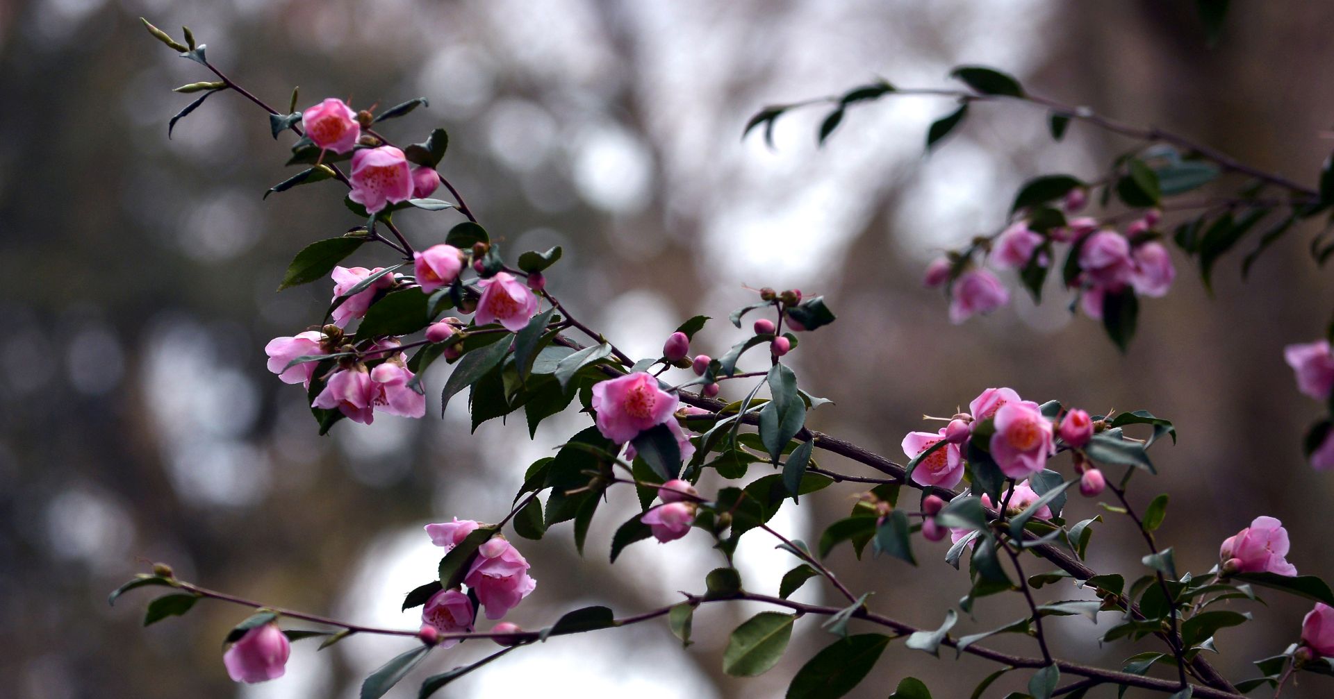 small camellias in bloom, madeinlucca