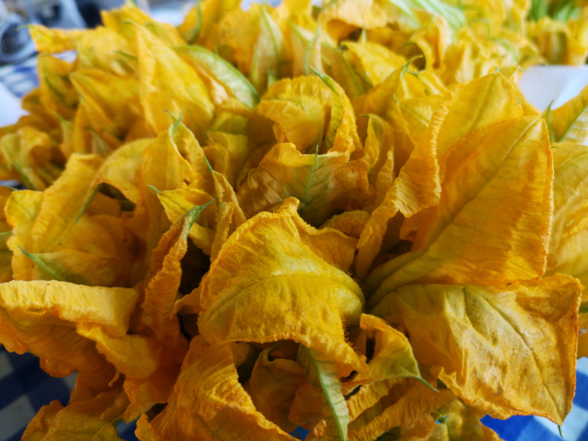 fleurs de courgette