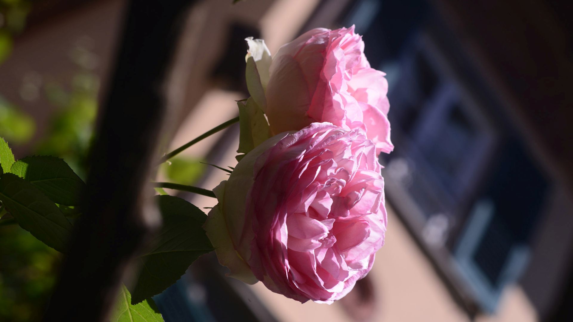 old rose in a garden of lucca