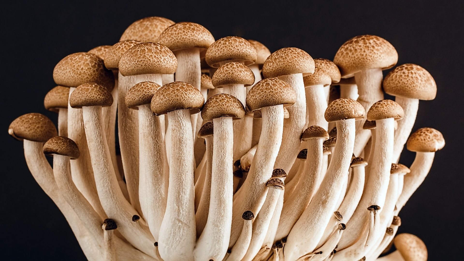 champignons pioppini