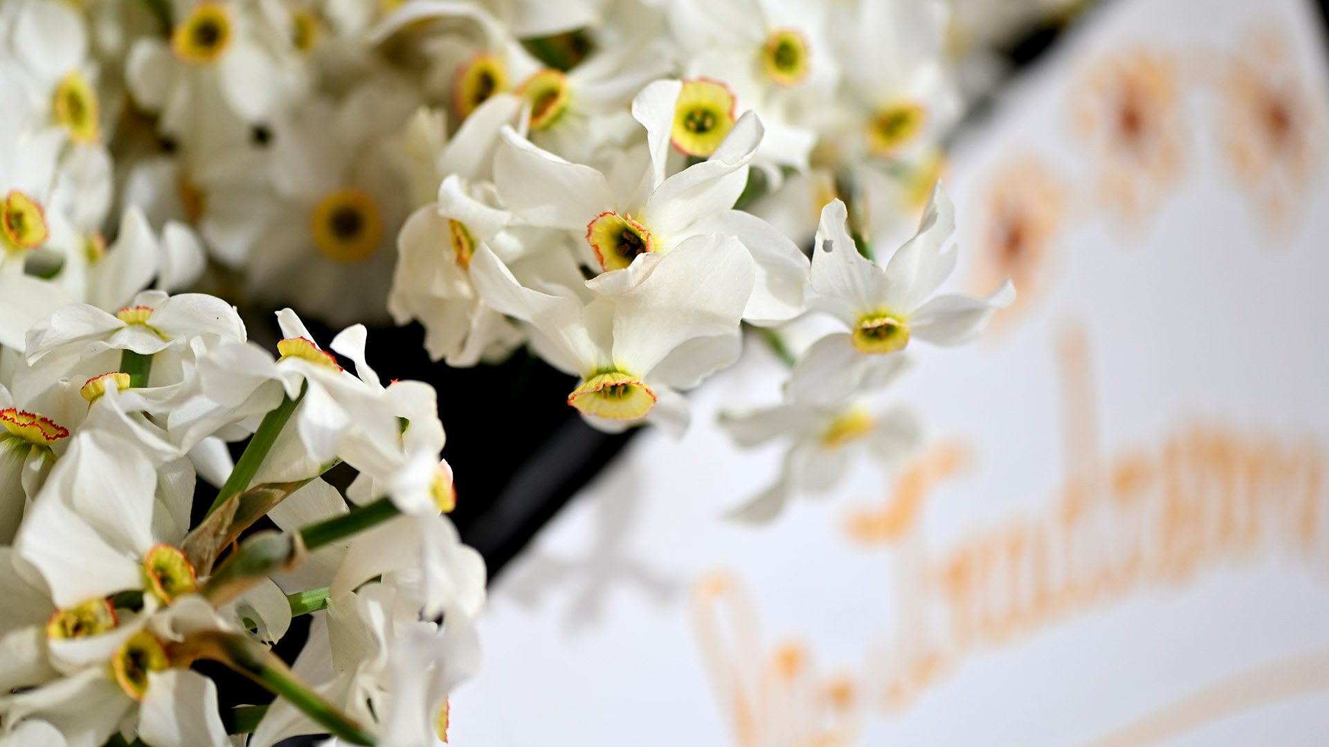 little bunch of jonquils, tradition of saint Zita