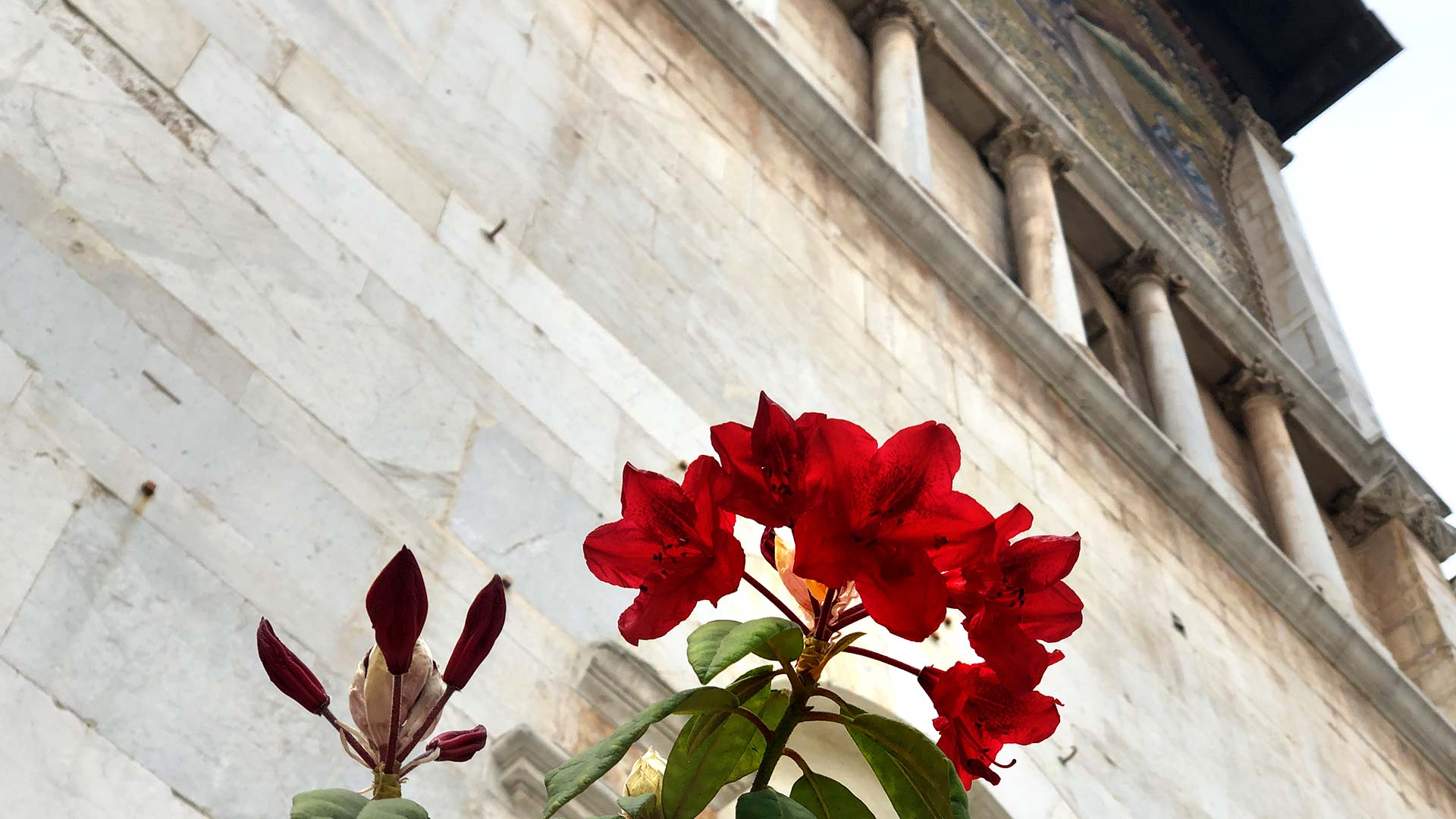 the church of san Frediano in the days of saint Zita
